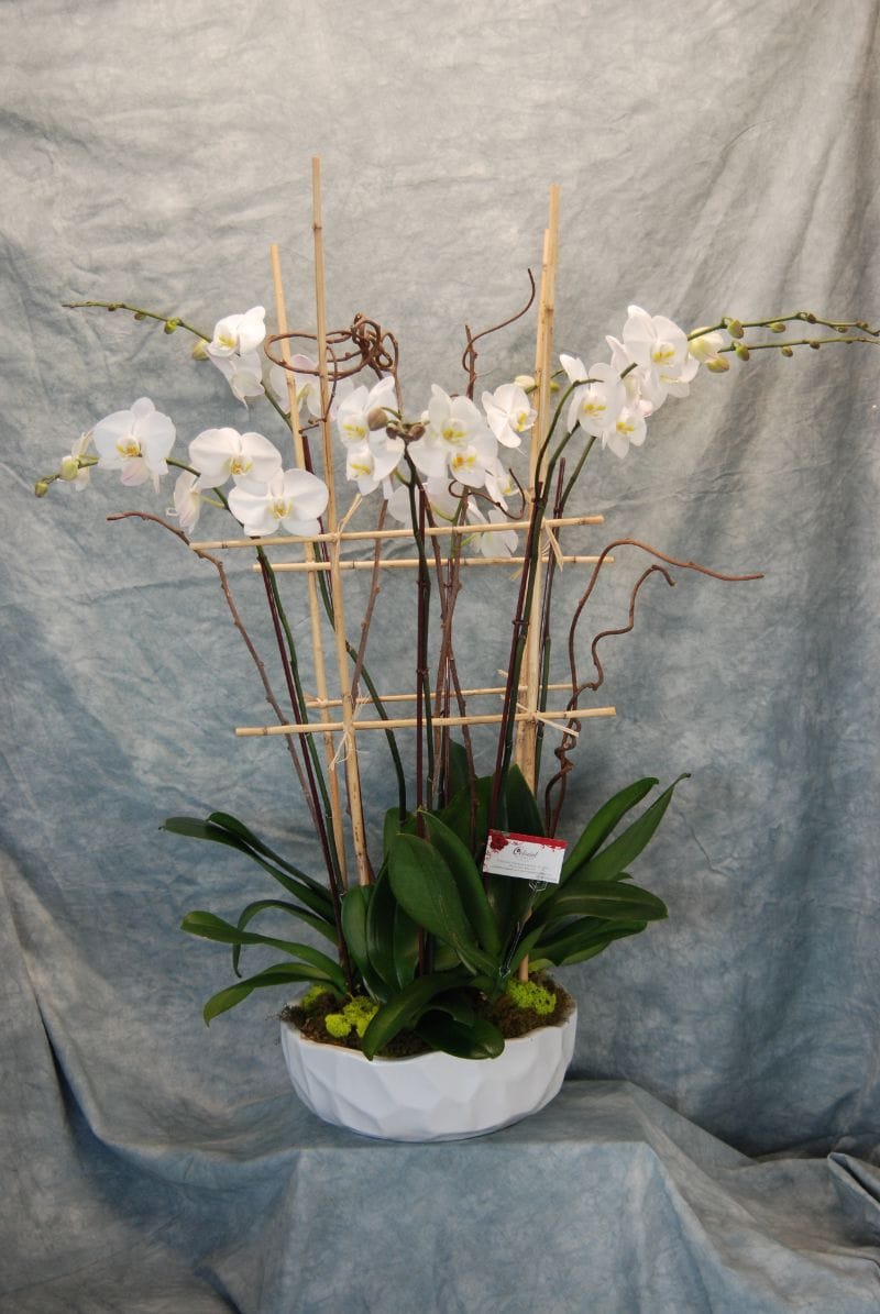 Colonial Florist Everyday Gallery